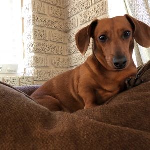 Meet your Posher, Meggie